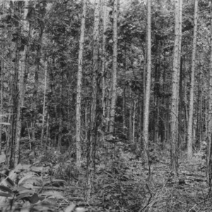 Shortleaf pine after thinning - County Home Farm, Wilkes County
