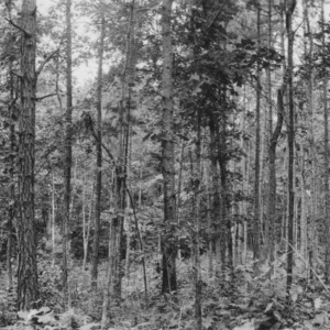 Mixed stand of hardwoods and pine after thinning  - County Home Farm, Wilkes County