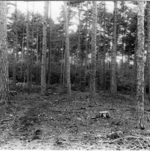 Selective logging in shortleaf pine