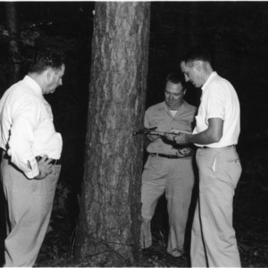 Governor W. Kerr Scott watches forestry extension specialist and forester check the age of a pine using an increment borer