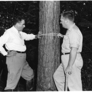 Governor Scott and District Forestry Extension Specialist Walter M. Keller measure one of the largest pines in the 3/4-acre plantation