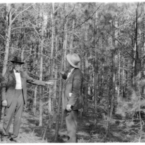 Pines--Loblolly :: College of Forest Resources