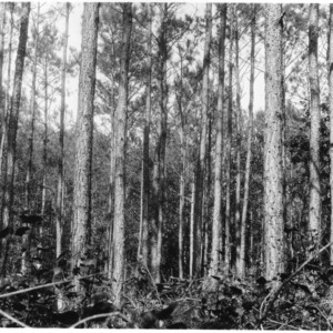 Pines--Loblolly :: College of Forest Resources