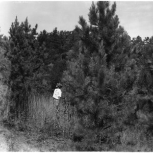Planted pines on farm of Bertha Mayfield