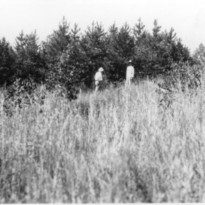 Shortleaf pine planting at the farm of Marvin W. Smith