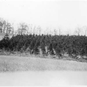 Shortleaf pine plantation on the farm of A.F. Padget