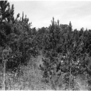 Shortleaf pine on the farm of Bertha Mayfield