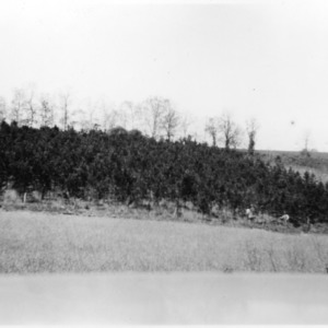Padgett's shortleaf pine plantation