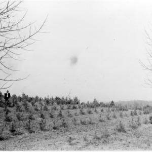 Man in rows of loblolly pine plantings