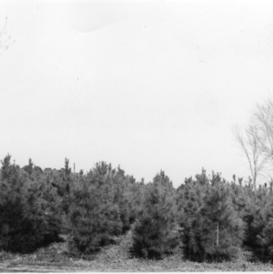 Loblolly pine plantings used as windbreak