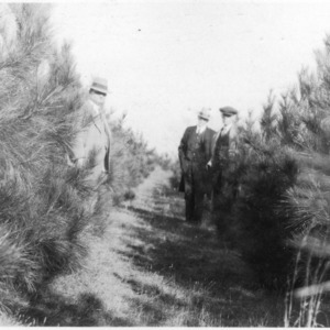 Three men between rows of loblolly pines