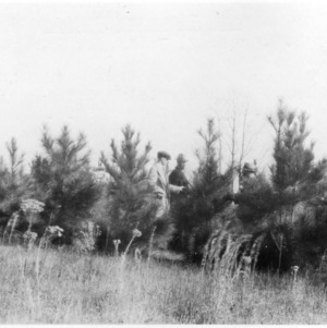 Men examining loblolly pines