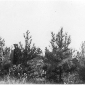 Men examining loblolly pines