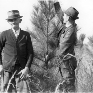 Walter R. Gibbs and A. J. Harrell inspecting loblolly pine plantings