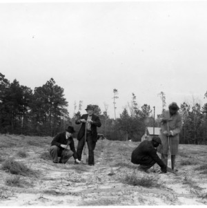 Planting longleaf pines