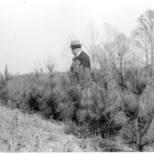 Man inspecting loblolly pine plantings