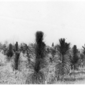 Longleaf pine tree plantings
