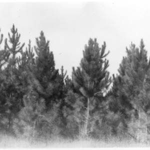 Slash pine trees