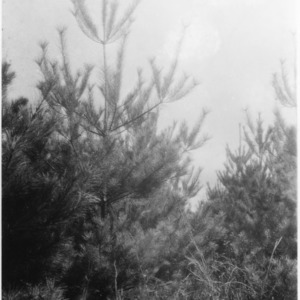 White pine trees