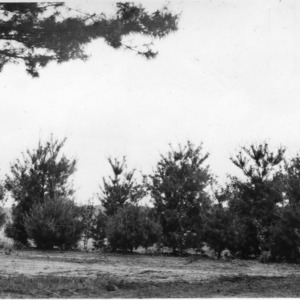 Double row of white pine planted as windbreak