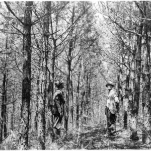 Men inspecting shortleaf pine plantings
