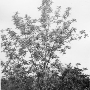 Black walnut tree
