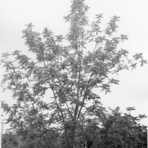 Black walnut tree