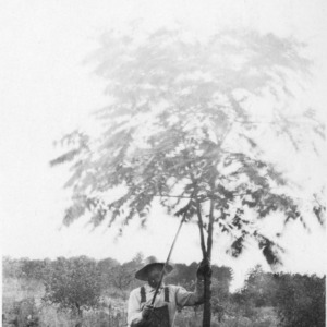 Man with black walnut tree