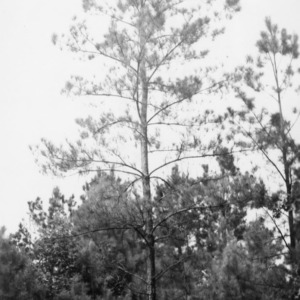 Loblolly pine tree