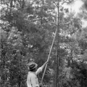 Man pruning shortleaf pine with pole saw