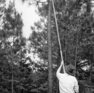 Man pruning loblolly pine with pole saw