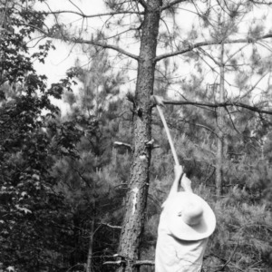 Man pruning loblolly pine with pole saw