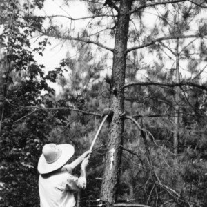 Man pruning loblolly pine