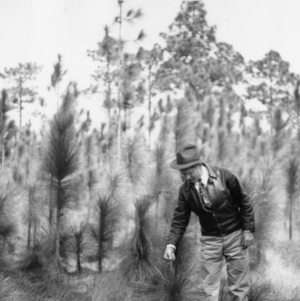 J. P. Stovall examining longleaf pine reproduction