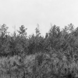 Loblolly pine reforestation