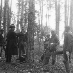 Men measuring pine tree