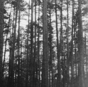 Shortleaf pine trees