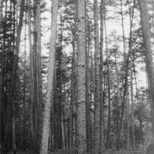 Shortleaf pine trees