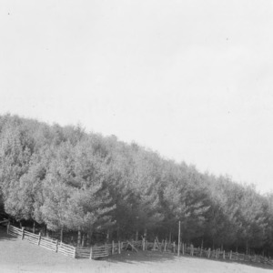 Stand of white pines