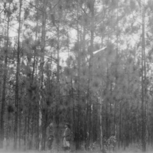Two men in reproduction of longleaf pines
