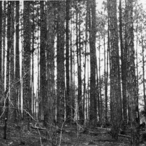 Longleaf pine trees