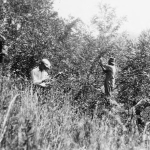 Men collecting black locust seeds