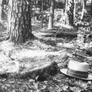 Hat next to stump in woods