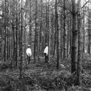 Ralph Hartley's forestry demonstration