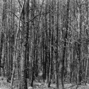 Plot of Virginia pines before thinning