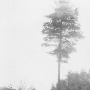 White pine tree