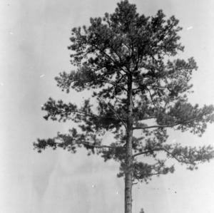 Shortleaf pine tree