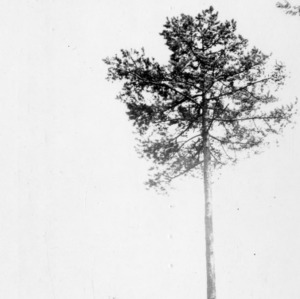 Shortleaf pine tree