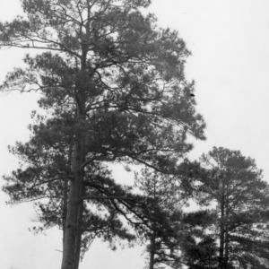 Remaining "Seven Pines"