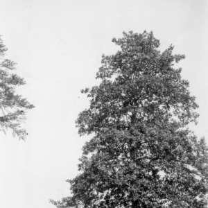 American holly tree